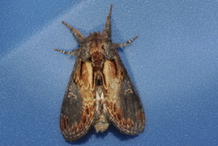 Notodonta scitipennis