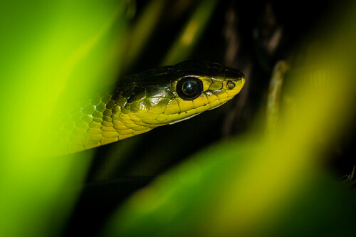 Common Tree Snake sighting