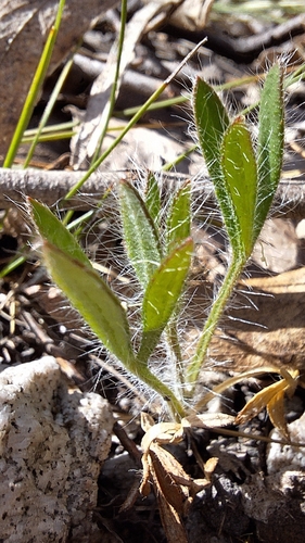 Image of Heath Xanthosia (Xanthosia huegelii) by no rights reserved