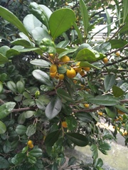 Rutaceae
