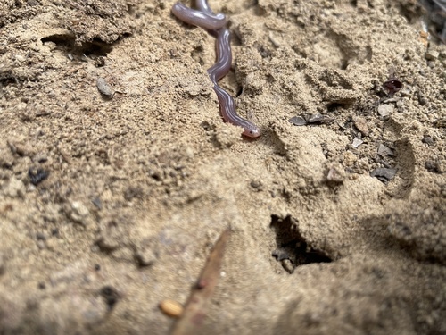 Blackish Blind Snake sighting