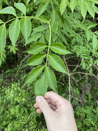 Fraxinus apertisquamifera iNat (1)