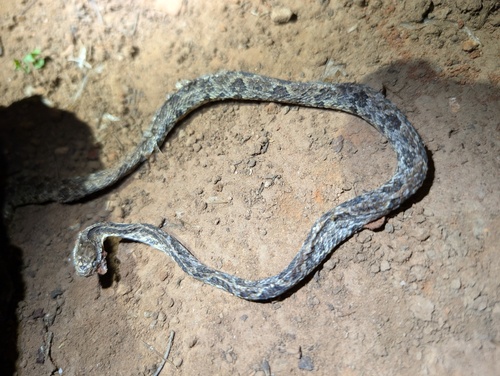 Variegated Snail-eater