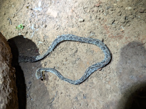 Variegated Snail-eater