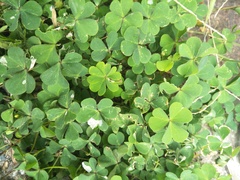 Oxalis corniculata