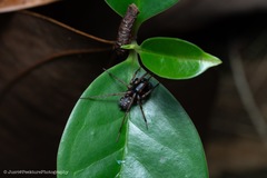Mallinella annulipes