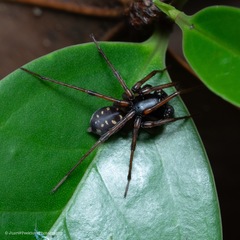 Mallinella annulipes