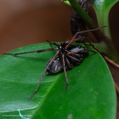 Mallinella annulipes