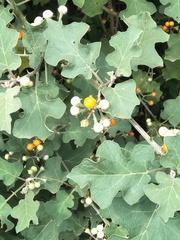 Solanum violaceum