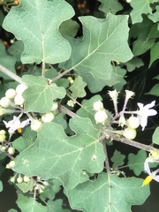 Solanum violaceum