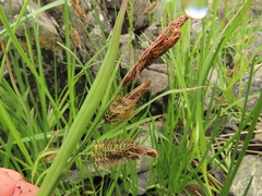 Carex lyngbyei