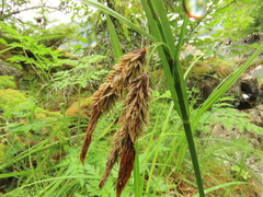 Carex lyngbyei