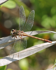 Arigomphus pallidus