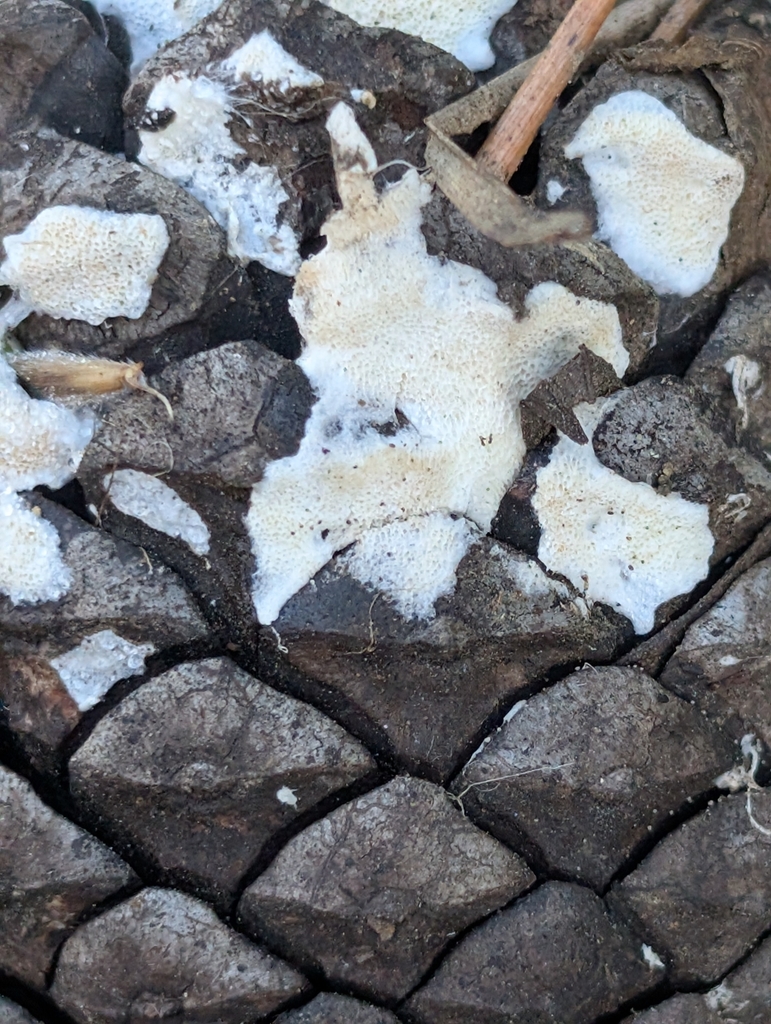 Skeletocutis percandida