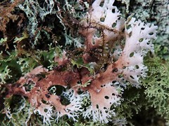 Pseudocyphellaria multifida