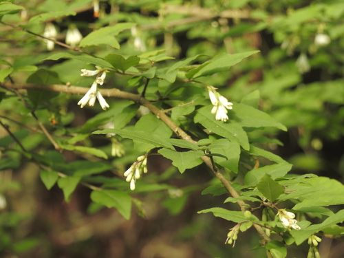 Ligustrum ibota iNat (3)