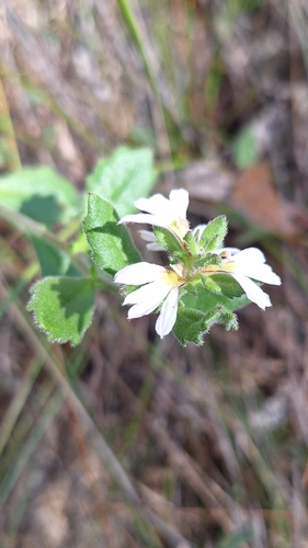 Image of Scaevola albida by no rights reserved