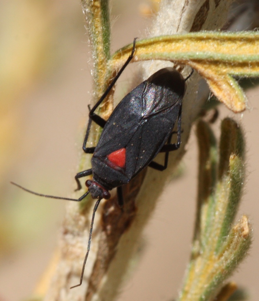 Prepops rubroscutellatus