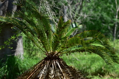 Cycas revoluta