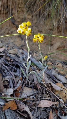 Chrysocephalum apiculatum iNat (2)