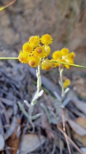 Chrysocephalum apiculatum