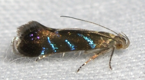 How to identify Strobisia proserpinella Frey & Boll, 1878