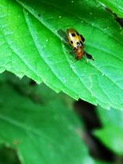 Systena nigroplagiata