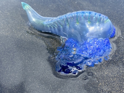 Southern Man-O-War, photo 6 of 10
