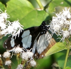 Amauris ochlea ochlea