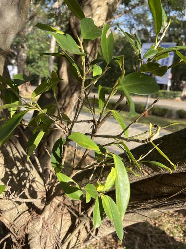 Foto de Figueira asiática ou Figueira lacerdinha