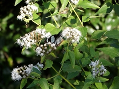 Amauris ochlea ochlea