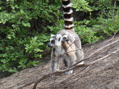 Lemur catta