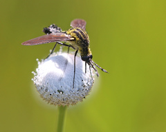 Lepidophora lepidocera