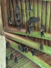 Hipposideros armiger terasensis