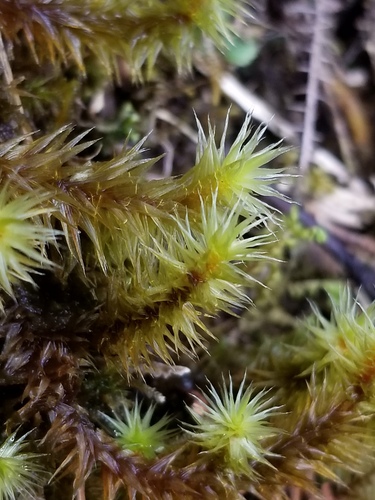 Breutelia arundinifolia observed 2021-09-22