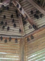 Hipposideros armiger terasensis