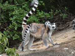 Lemur catta