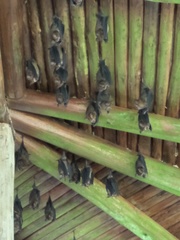 Hipposideros armiger terasensis