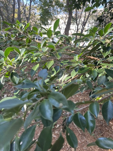 Foto de Figueira asiática ou Figueira lacerdinha
