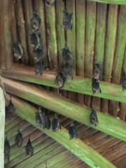 Hipposideros armiger terasensis