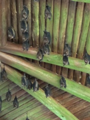 Hipposideros armiger terasensis