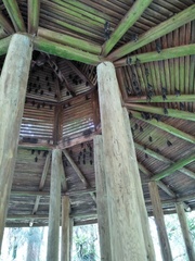 Hipposideros armiger terasensis