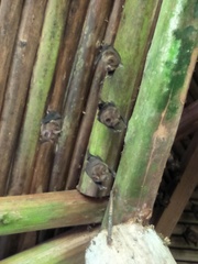 Hipposideros armiger terasensis