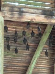 Hipposideros armiger terasensis