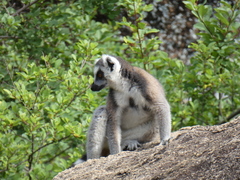 Lemur catta