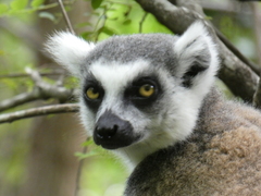 Lemur catta