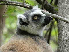 Lemur catta