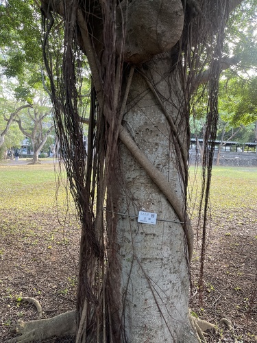 Foto de Figueira asiática ou Figueira lacerdinha