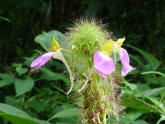 Impatiens bracteata