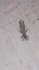 Calamacris clendoni